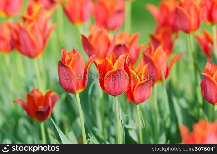 Flowers tulips in the garden