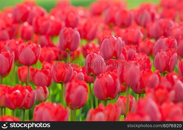 Flowers tulips in the garden