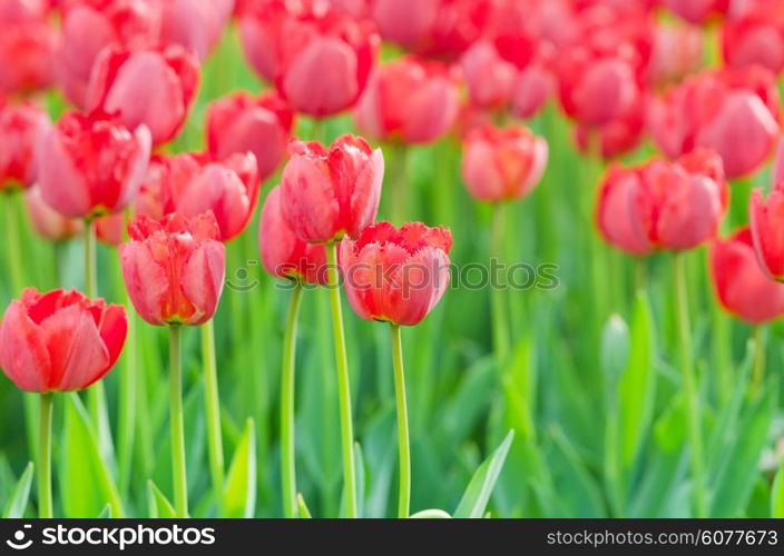 Flowers tulips in the garden