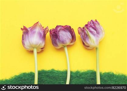 Flowers tulips on the decorative green grass on a yellow background. Spring or summer concept. Flowers tulips on the decorative green grass on yellow background. Spring or summer concept
