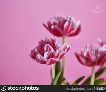 Flowers tulips pink white with green leaves on a pink background. Blossoming background as a layout for greeting card. Three pink white tulips against a pink background