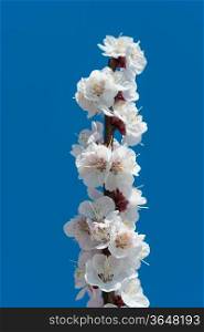 Flowers: white blooming apple tree branch, clear blue sky at background&#xA;