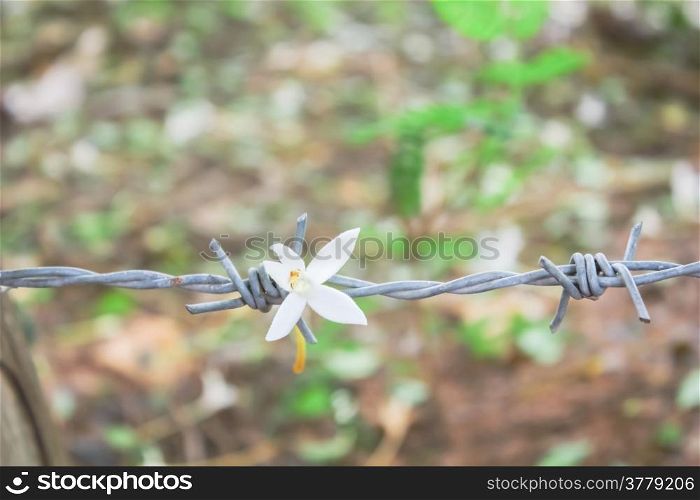 Flowers with barbed wire