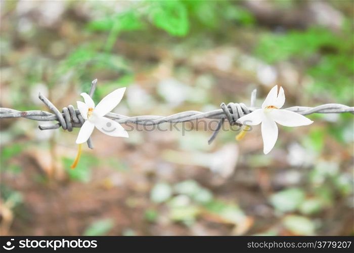 Flowers with barbed wire