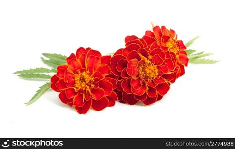 flowers with leaves isolated on white background