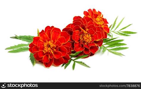 flowers with leaves isolated on white background