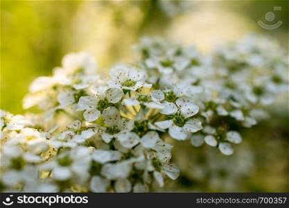flowers with white lepistkas close up