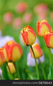 Flowers: yellow tulips in the garden, blurred background
