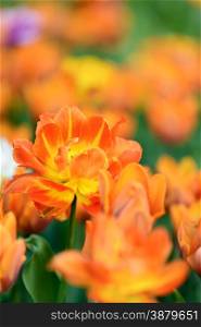 Flowers: yellow tulips in the garden, blurred motley background