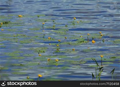 flowers yellow water lily swaying on the water