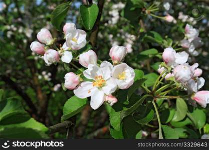 flowerses on aple tree