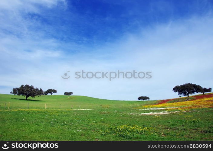 flowery field in alentejo, south of Portugal