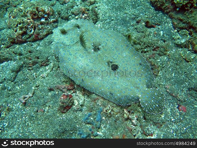 Flowery flounder Bothus mancus it is lying on the seabed. Flowery flounder Bothus mancus it is lying on the seabed.