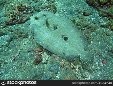 Flowery flounder Bothus mancus it is lying on the seabed. Flowery flounder Bothus mancus it is lying on the seabed.