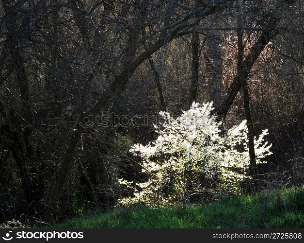 Flowery tree in the forest during the day