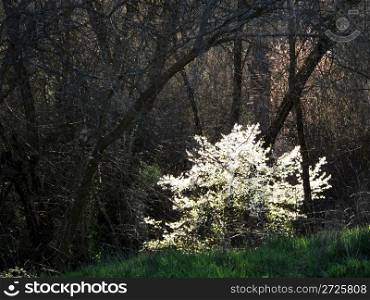 Flowery tree in the forest during the day