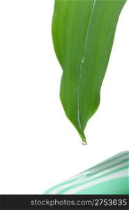 Flowing down water on a leaf on soap. It is isolated on a white background.
