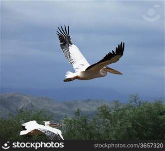 flting pelican