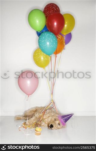 Fluffy brown dog passed out wearing party hat with cupcake and balloons.