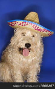 Fluffy brown dog wearing Mexican sombrero.