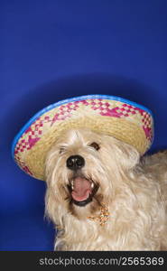 Fluffy brown dog wearing Mexican sombrero.