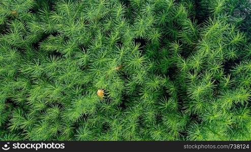 Fluffy coniferous tree. Fresh green branches. Art background. Conifer of fresh green
