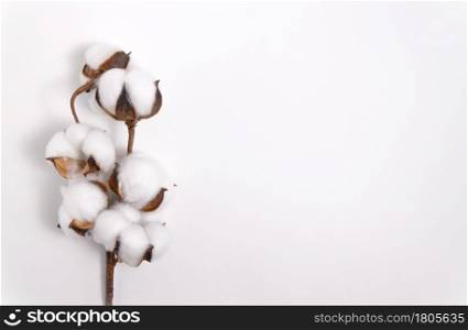 Fluffy cotton branch on white background. Delicate organic fiber. Artificial flower. Flat lay style. Minimalistic composition. Fluffy cotton branch on white background.