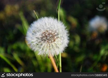 Fluffy dandelion blowball at a natural green background