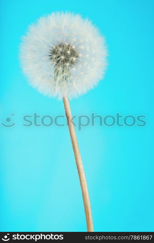 fluffy dandelion flower on a blue background