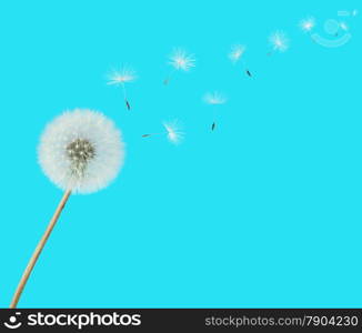 fluffy Dandelion flower with seeds blowing away on a blue background