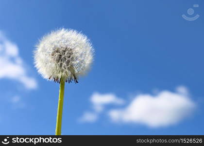 Fluffy dandelion seeds against blue sky white clouds background. Dandelion seeds