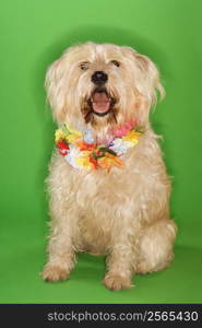 Fluffy dog sitting wearing lei.