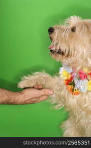 Fluffy dog wearing lei shaking hands with Caucasian person.