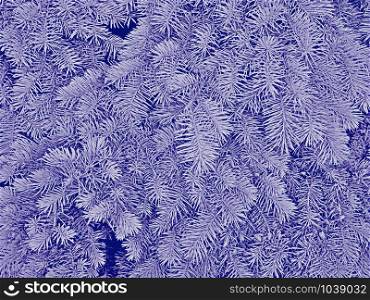 Fluffy fir branches in pale blue hues as a winter or Christmas pattern, raster photo illustration