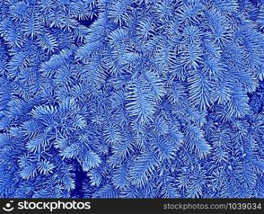 Fluffy fir branches in pale bluish hues on a blue background as a winter or Christmas pattern, raster photo illustration