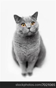 Fluffy grey cat sitting on white background. Animal portrait. British shorthair cat.. Fluffy grey cat sitting on white background