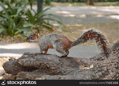 Fluffy grey squirrel in Mexican park Chapultepec, Mexico City
