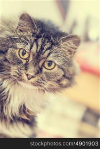 Fluffy house cat stares at camera on blurred living room background, toned