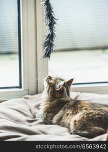 Fluffy kitten hunts cat toy at the window