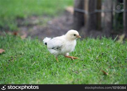 Fluffy little chick walks on the grass. Funny cute chick wild birds. Chibis chick walks in nature. Fluffy chick in sunny weather. cute. Fluffy little chick walks on the grass. Funny cute chick wild birds. Chibis chick walks in nature. Fluffy chick in sunny weather.