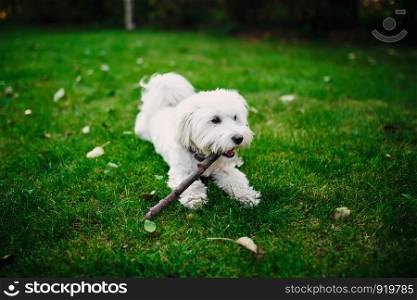 Fluffy Maltese mix on the grass. Fluffy Maltese mix on the grass. white dog playing in garden with green grass