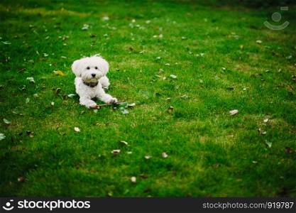 Fluffy Maltese mix on the grass. Fluffy Maltese mix on the grass. white dog playing in garden with green grass