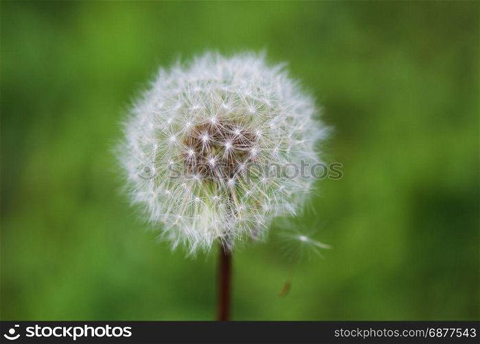 Fluffy mature dandelion on a green background