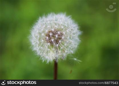 Fluffy mature dandelion on a green background