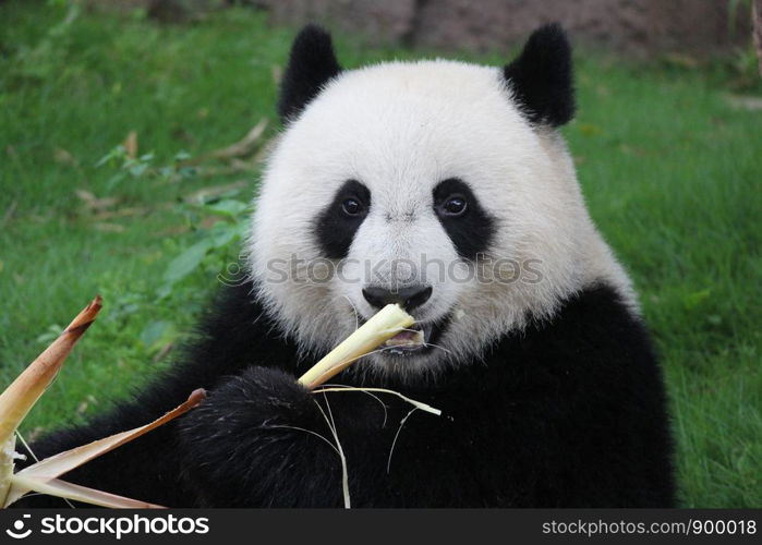 Fluffy Panda is Eating Bamboo Shoot, China