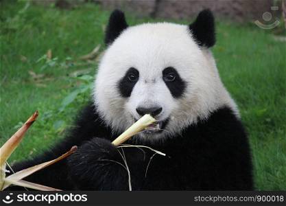 Fluffy Panda is Eating Bamboo Shoot, China