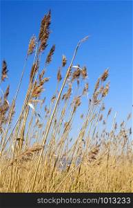Fluffy panicles and branches of dry reeds against the blue sky. Cane branches against the blue sky