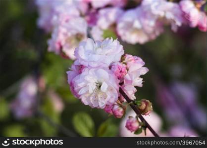 fluffy pink cherry flowers on thin branches