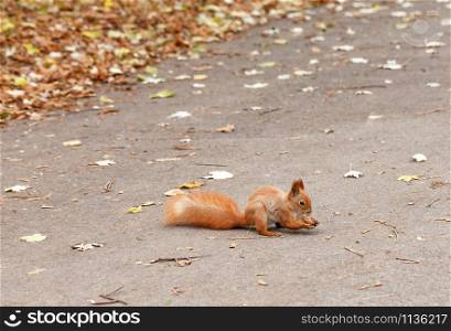 Fluffy red squirrel found a walnut and nibbles on an autumn trail, against the background of fallen foliage in blur, image with copy space.. Red squirrel found a walnut in the fall.