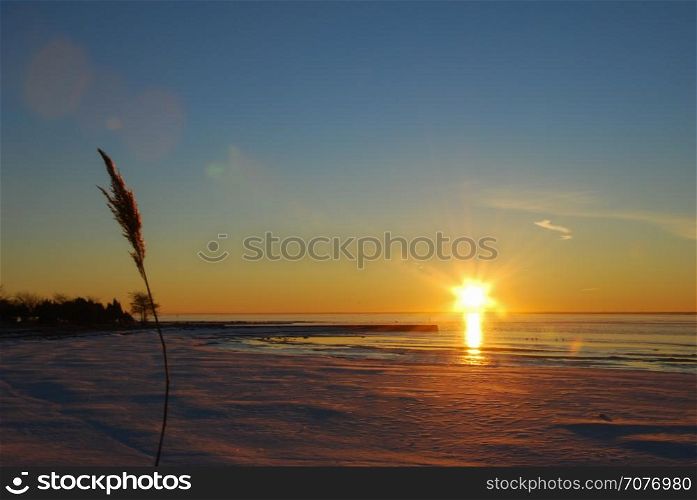 Fluffy reed flower by winter season at an icy bay at sunset